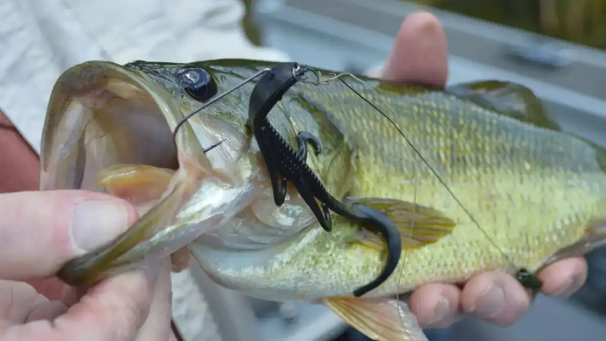 Angler Fishing with Soft Baits: Realism and Finesse