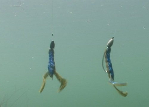 Fluorocarbon Line Underwater