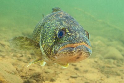 A close-up of a walleye underwater showing its unique light-sensitive eye.