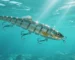 A multi-section hard swimbait lure with realistic scales swimming in clear water.