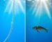 Underwater comparison showing a standard fishing line vs an invisible fluorocarbon leader.